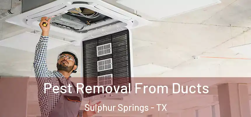 Pest Removal From Ducts Sulphur Springs - TX